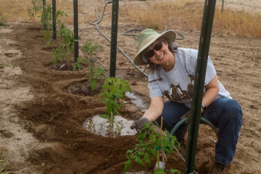 Tomato plants being planted