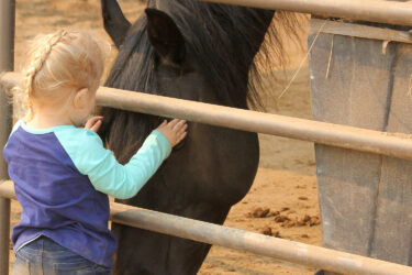 Kid petting a horse