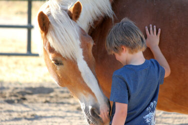Kid petting horse