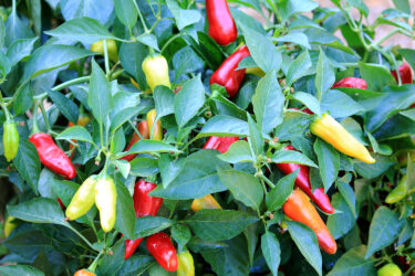 Peppers on the vine