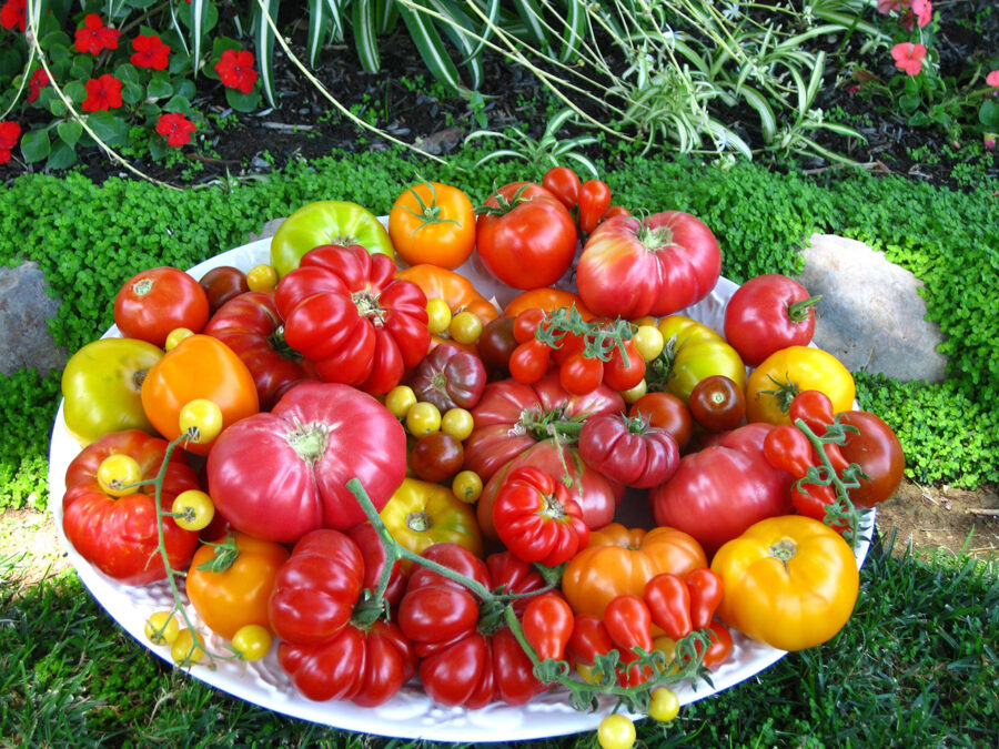 tomatoes on a plate