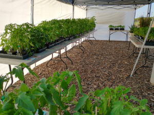 Tomato Plants