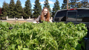 Tomatoe plants in truck bed